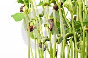 Green bean sprouts isolated on white background