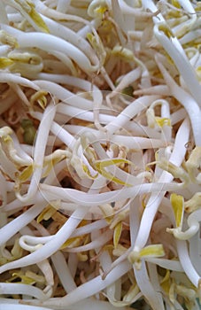 Green bean sprouts are one of the cooking ingredients that are widely used in making typical dishes in Southeast Asia photo