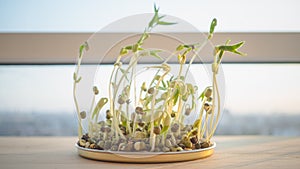 Green bean sprouts.