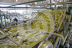 Green beans on conveyor belt