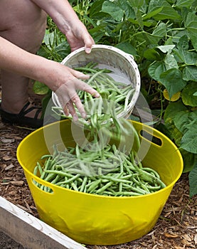 Green Beans Falling into Yellow Container
