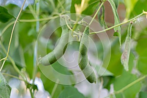 Green beans grow on the plant in summer, bean pods
