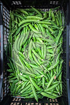 Green beans from the orchard placed on the front of the Bowl