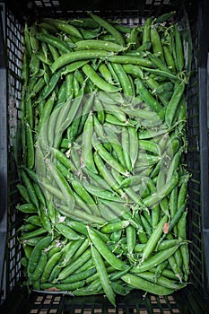 Green beans from the orchard placed on the front of the Bowl