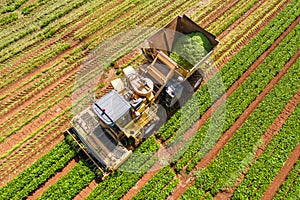 Green Beans picker processing a large field.