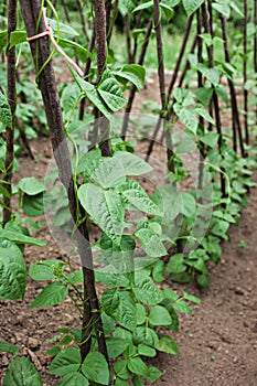 Green beans plants on soil