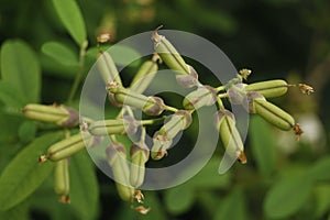 Green beans pod in its own plant