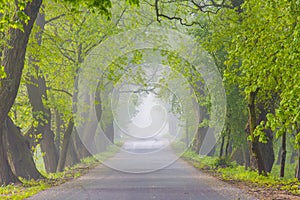 Green beautiful alley on foggy morning. Cold weather concept. Seasonal landscape