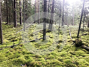 Green beautiful bright green hummocks covered with soft fluffy moss on a swamp in a coniferous forest and trunks of trees