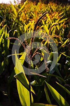 Green beautiful corn field