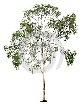 Tree on white background