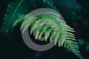 green beautiful ferns leaves green foliage natural floral fern on dark