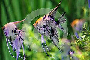 A green beautiful freshwater aquarium with Pterophyllums