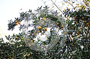 mandarin tree photo