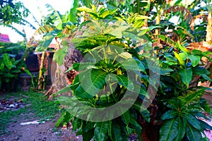 Green and Beautiful Mango Tree Leaves in the Yard