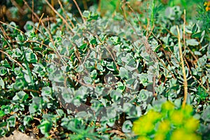 Green beautiful ochitok Sedum close-up. Decumbent perennial herb of the large family Crassulaceae. Green spring and summer