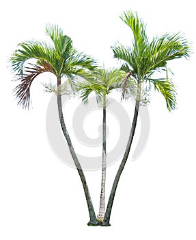 Green beautiful palm tree isolated on white background