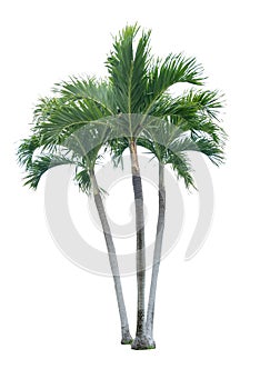 Green beautiful palm tree isolated on white background