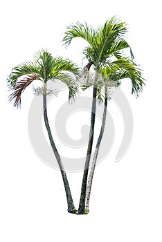 Green beautiful palm tree isolated on white background