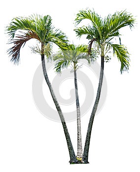 Green beautiful palm tree isolated on white background