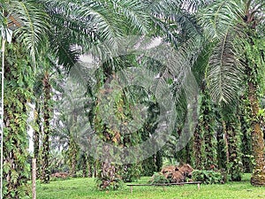 green and beautiful palmland in the highlands