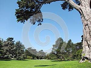 Green beautiful park and blue sky