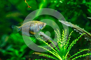 A green beautiful planted tropical aquarium with fishes. Dwarf gourami (Colisa lalia) fish in a home aquarium, lalius