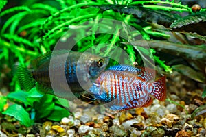 A green beautiful planted tropical aquarium with fishes. Dwarf gourami (Colisa lalia) fish in a home aquarium, lalius