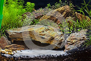 A green beautiful planted tropical freshwater aquarium