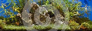 A green beautiful planted tropical freshwater aquarium