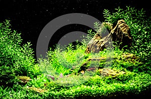 Green beautiful planted tropical freshwater aquarium