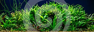 A green beautiful planted tropical freshwater aquarium with fishes