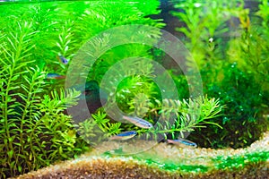 Green beautiful planted tropical freshwater aquarium with fishes