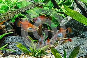 A green beautiful planted tropical freshwater aquarium with fishes.Freshwater aquarium fish, The Sail-fin molly, Poecilia
