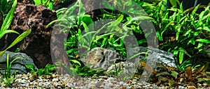 A green beautiful planted tropical freshwater aquarium with fishes.Freshwater aquarium fish, The Sail-fin molly, Poecilia