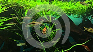 A green beautiful planted tropical freshwater aquarium with fishes slowly floating swimming in water