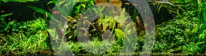 A green beautiful planted tropical freshwater aquarium with fishes,zebra angelfish pterophyllum scalare aquarium