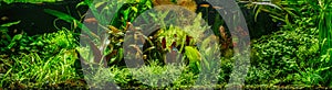 A green beautiful planted tropical freshwater aquarium with fishes,zebra angelfish pterophyllum scalare aquarium photo