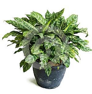 Green of beautiful potted Aglaonema plants