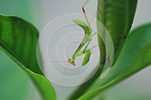 Green beautiful praying mantis,  Insect shot in summer