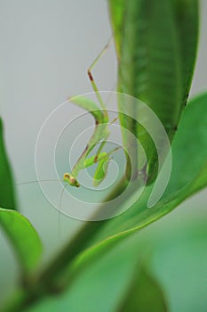 Green beautiful praying mantis,  Insect shot in summer
