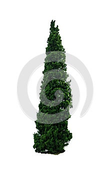 Green beautiful and tall tree isolated