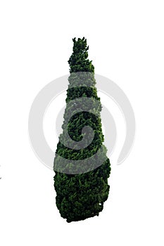 Green beautiful and tall tree isolated