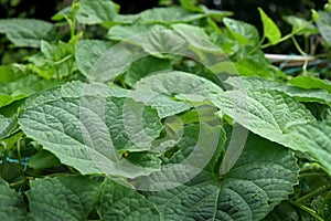 Green Beautiful Vegetable leaves on nature, botany patterns and background. Momordica cochinchinensis leaves