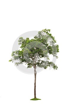 Green beautiful and young eucalyptus tree isolated
