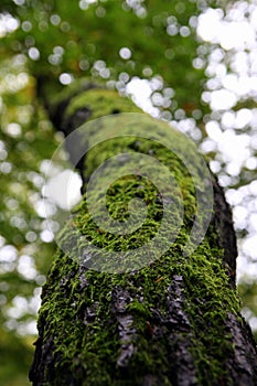 Green beauty