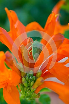 Green bedbug in orange flower close-up. Shield green wood. An insect in its natural habitat