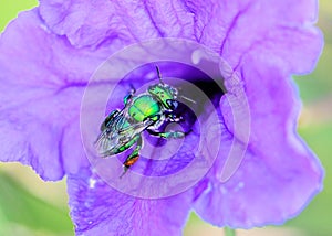 Green bee (Agapostemon) on flower