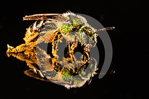 Green bee covered with pollen