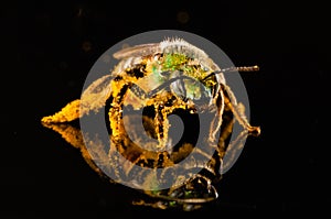 Green bee covered with pollen